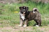 AKITA AMERICAIN 221